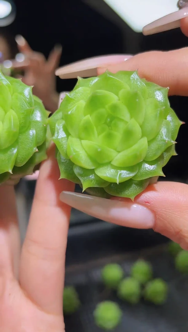 闪购1054绿晶晶珍妮多肉一颗量拍3.5厘米