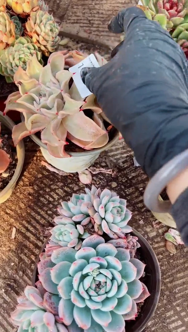 钞*力多肉植物一物一拍14037