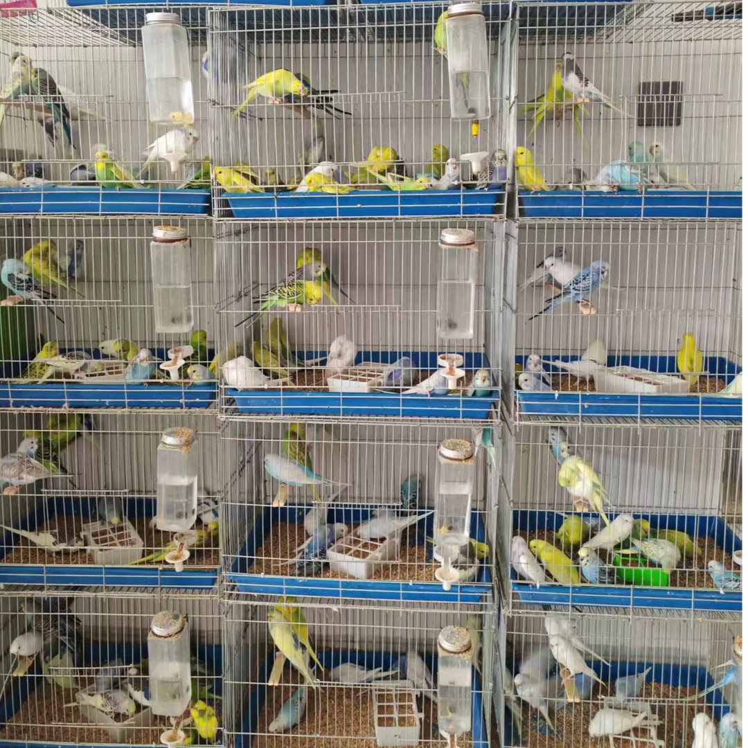 特价大头鹦鹉虎皮鹦鹉大头鹦鹉国血大头