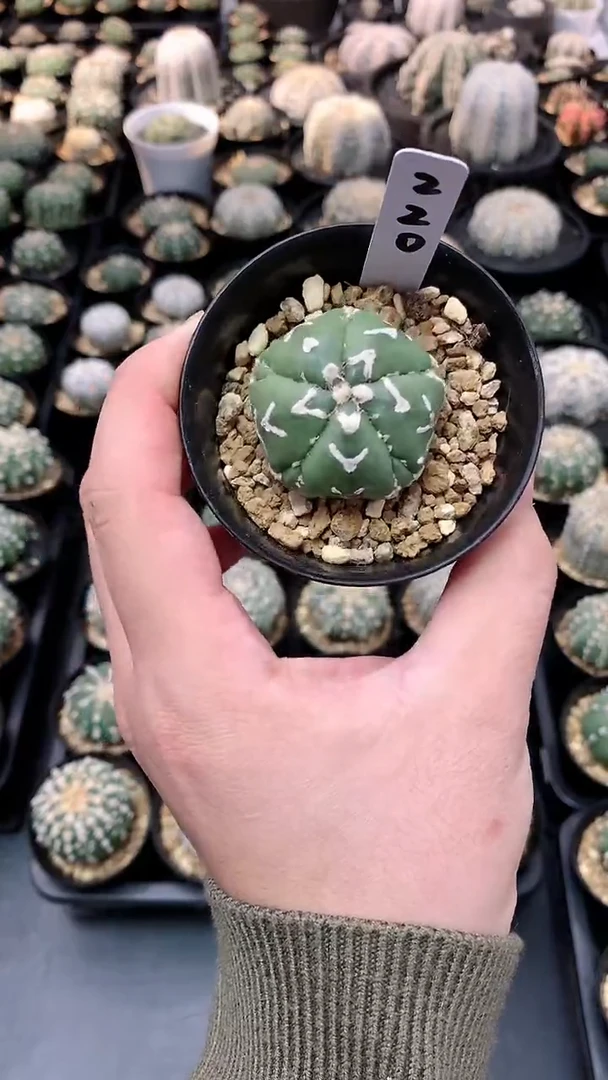 【闪购商品】编码220