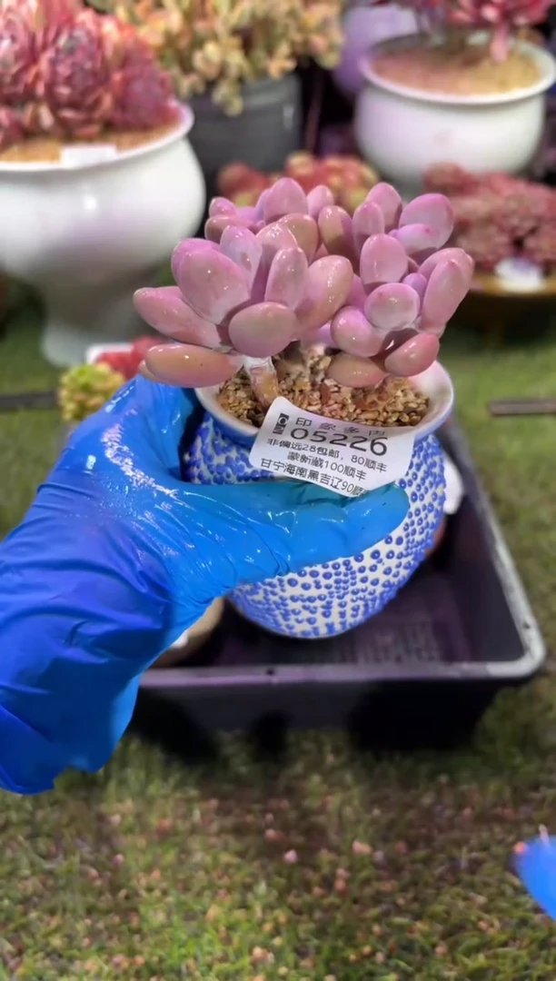 【闪购商品】05226脱土带盆