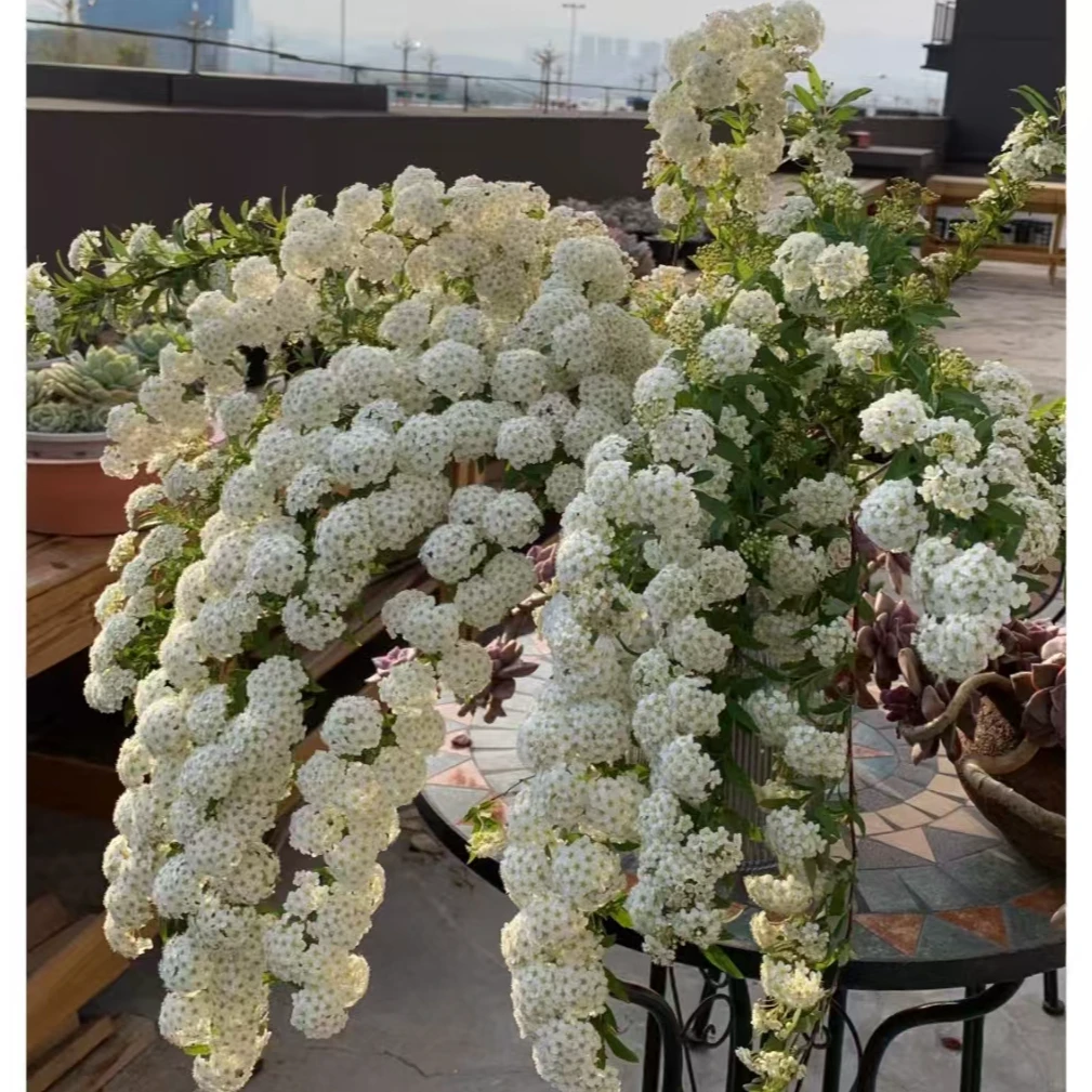 【爆花机器小手球】花开瀑布 雪压枝头 把春天和冬天一起带回家