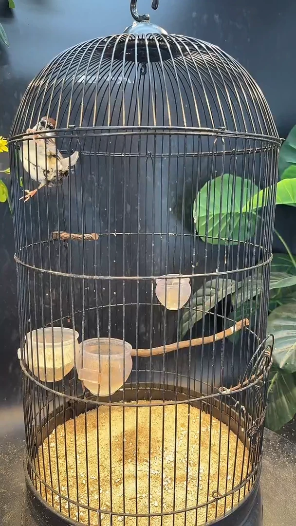 虎皮鹦鹉71号山麻雀 养笼0元起拍