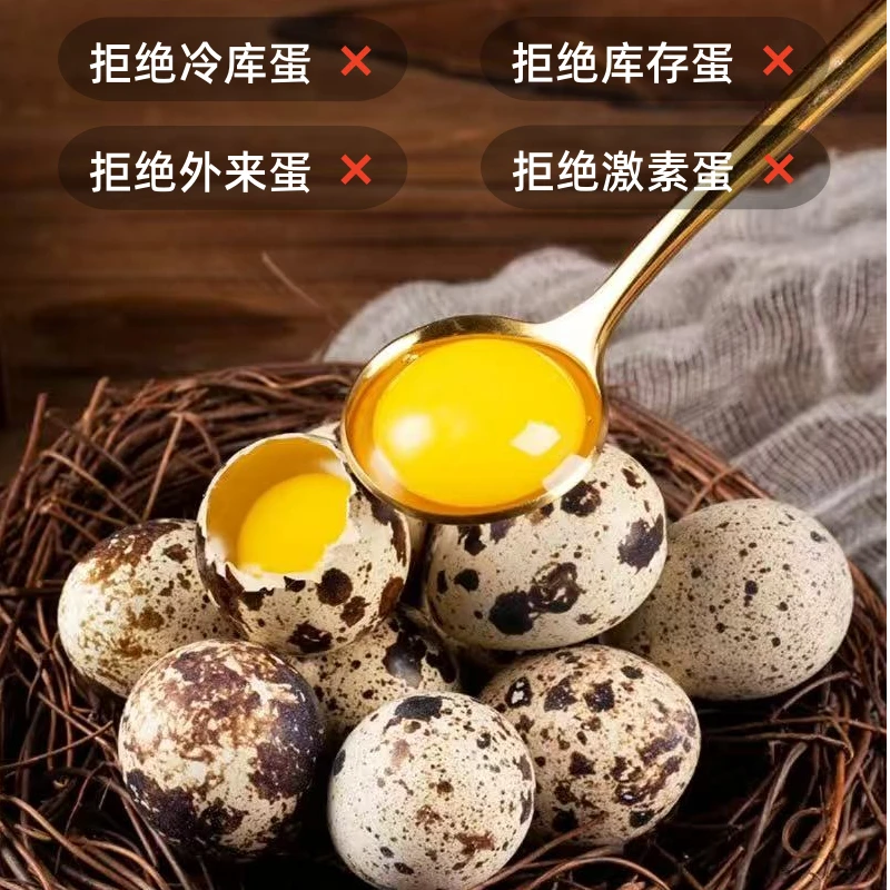 锦程新鲜鹌鹑蛋营养丰富适合宝宝孕妇辅食【宇树甄选】