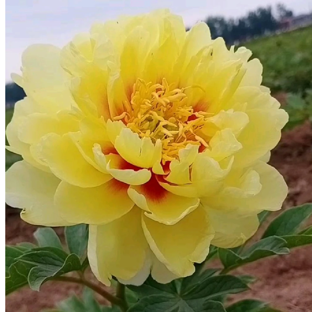 伊藤品种，巴茨啦芍药   秋季发苗