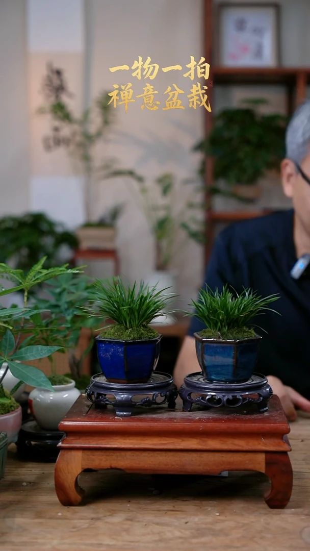 不开花植物胡****迪菖蒲2个364