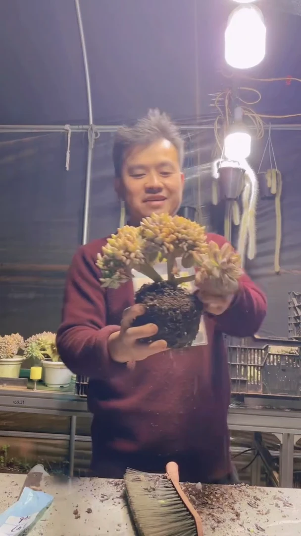 346淡雪缀化一物一拍