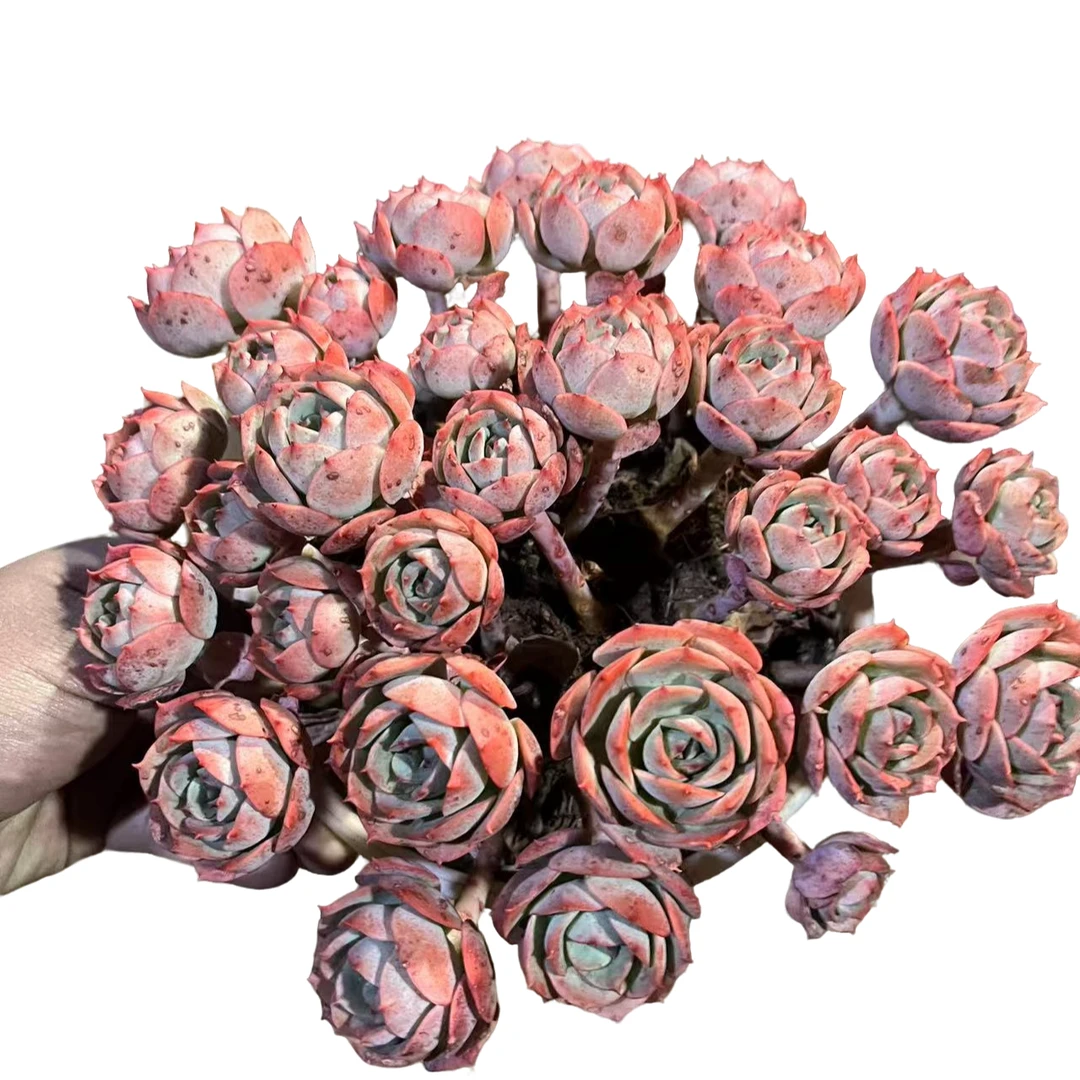 精品多肉 克罗地亚玫瑰