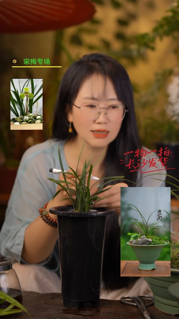 全部花朵翠盖5苗