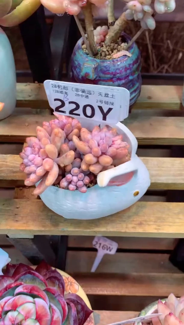 220Y（一物一拍，精品多肉，w所见即所得 ）