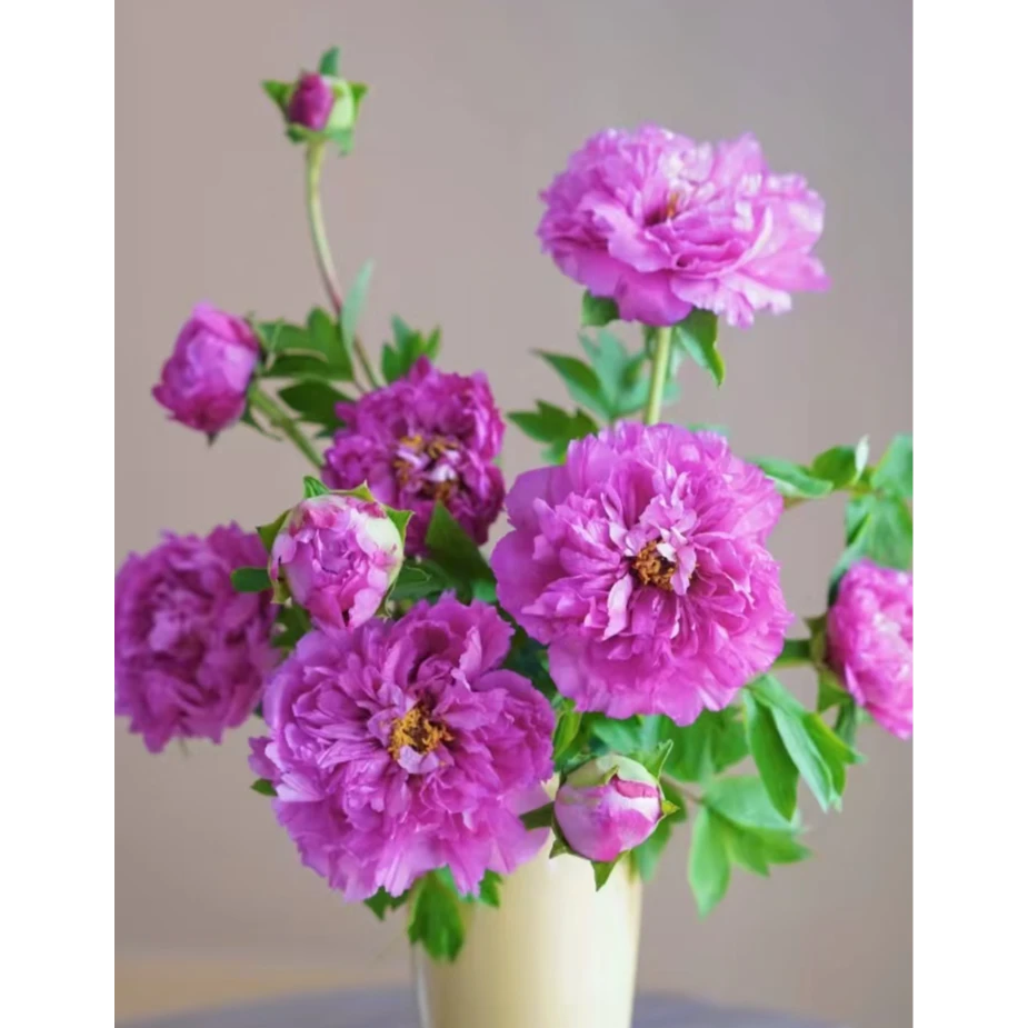 凝烟紫何维芳牡丹鲜切花观赏大花芍药花牡丹水养花家庭花阳台花卉