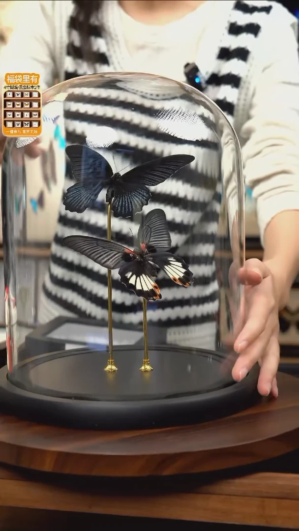 美凤蝶雌雄组合玻璃罩款