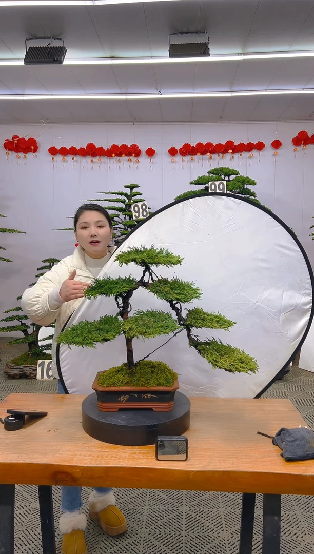 【闪购商品】盆景1