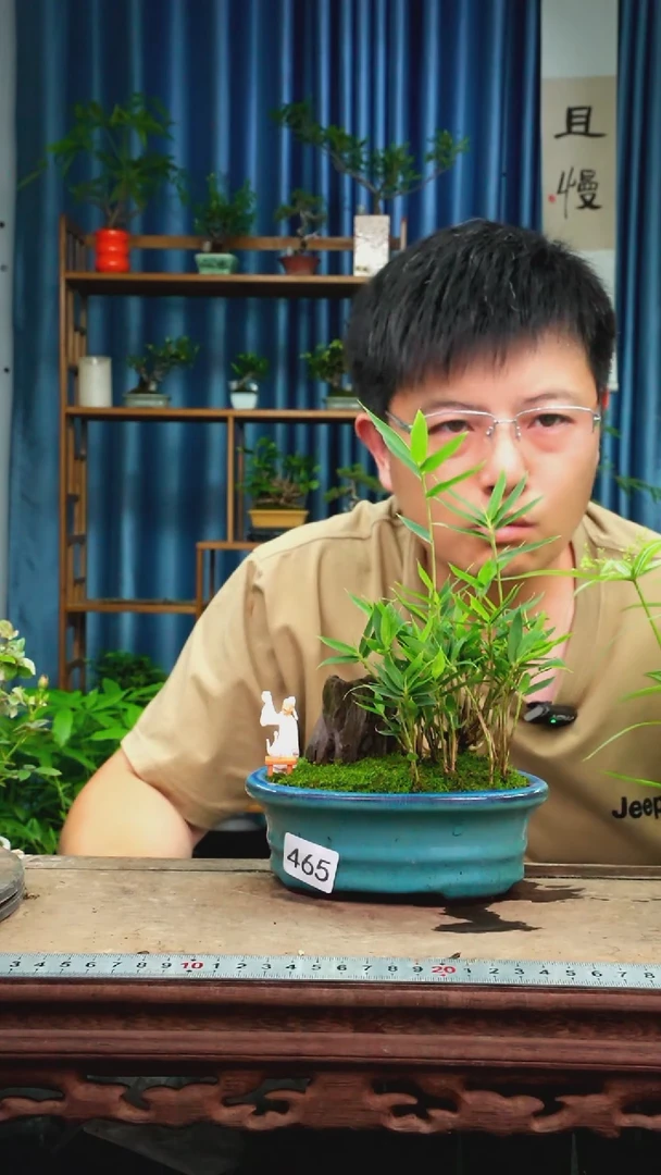 无花朵记**线苔藓微景观465号