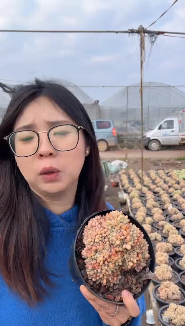 【闪购商品】95-胖丁缀带盆土15