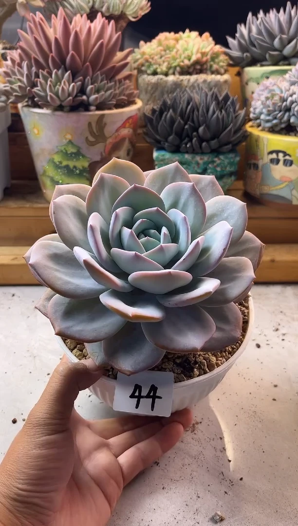 本*9.19-44奶茶111111111111111