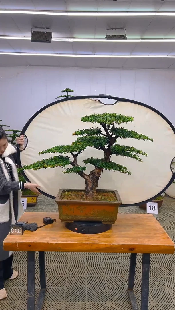 无花朵一物一拍一物一拍