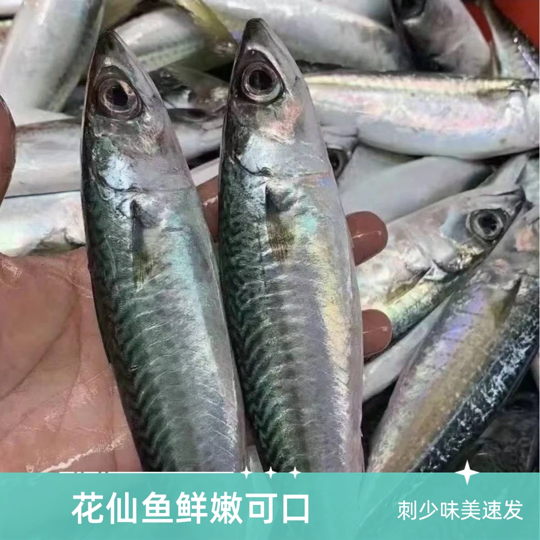 野生花仙鱼海鲜原产地新鲜好吃刺少包邮顺丰冷冻现货包赔干煎香煎