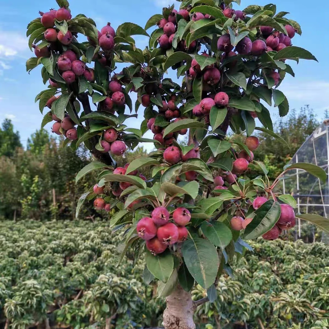 【阿兴专属】贵人果海棠花树苗适合北方地栽南方庭院盆栽盆景耐寒