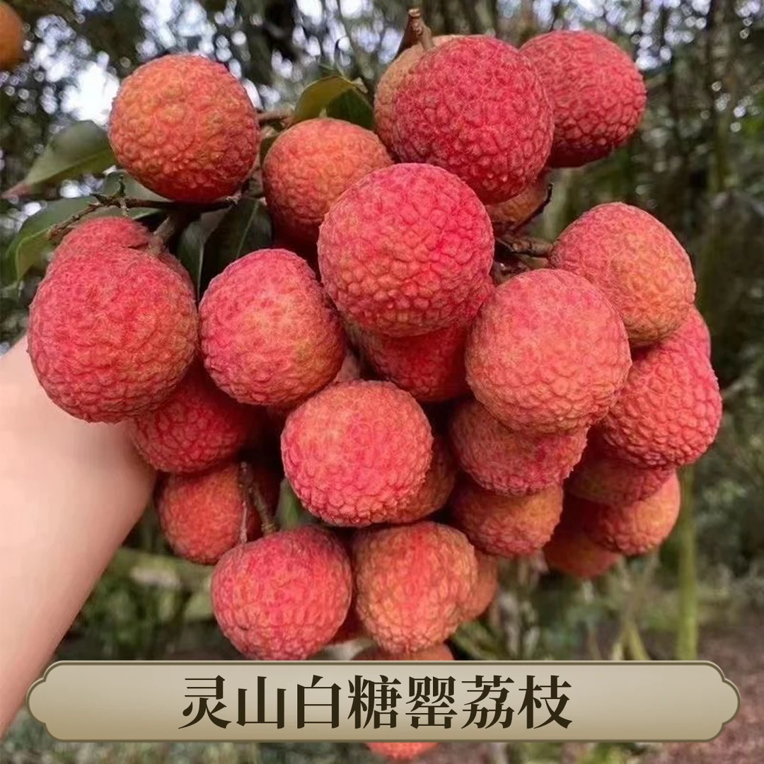 广西灵山白糖罂荔枝当季新鲜现摘香甜可口 顺丰冷链发货