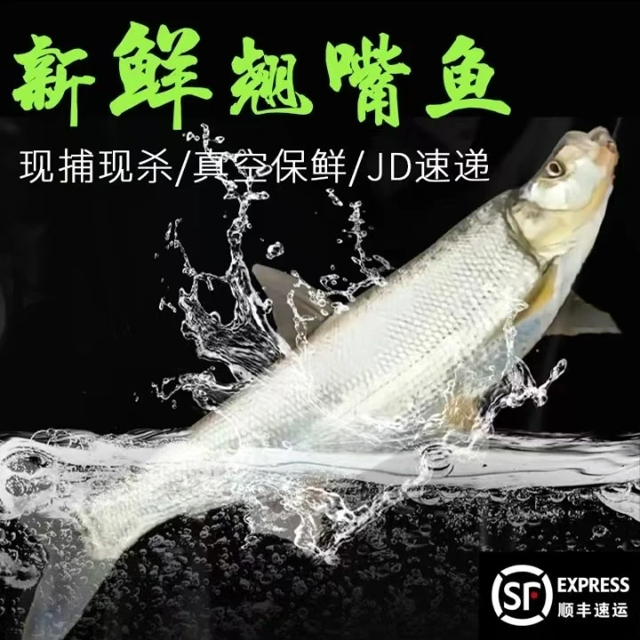 汉寿鲜活宰杀翘嘴鲌4.5斤 现捕现杀 顺丰发货