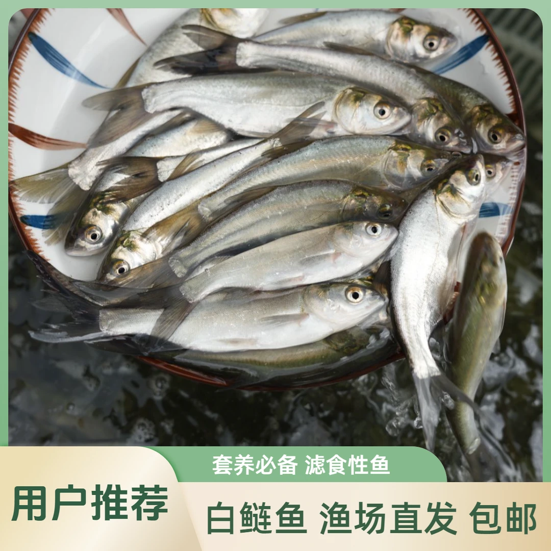 【活体】优质白鲢鱼跳鲢（3-16厘米）观赏鱼淡水鱼冷水鱼