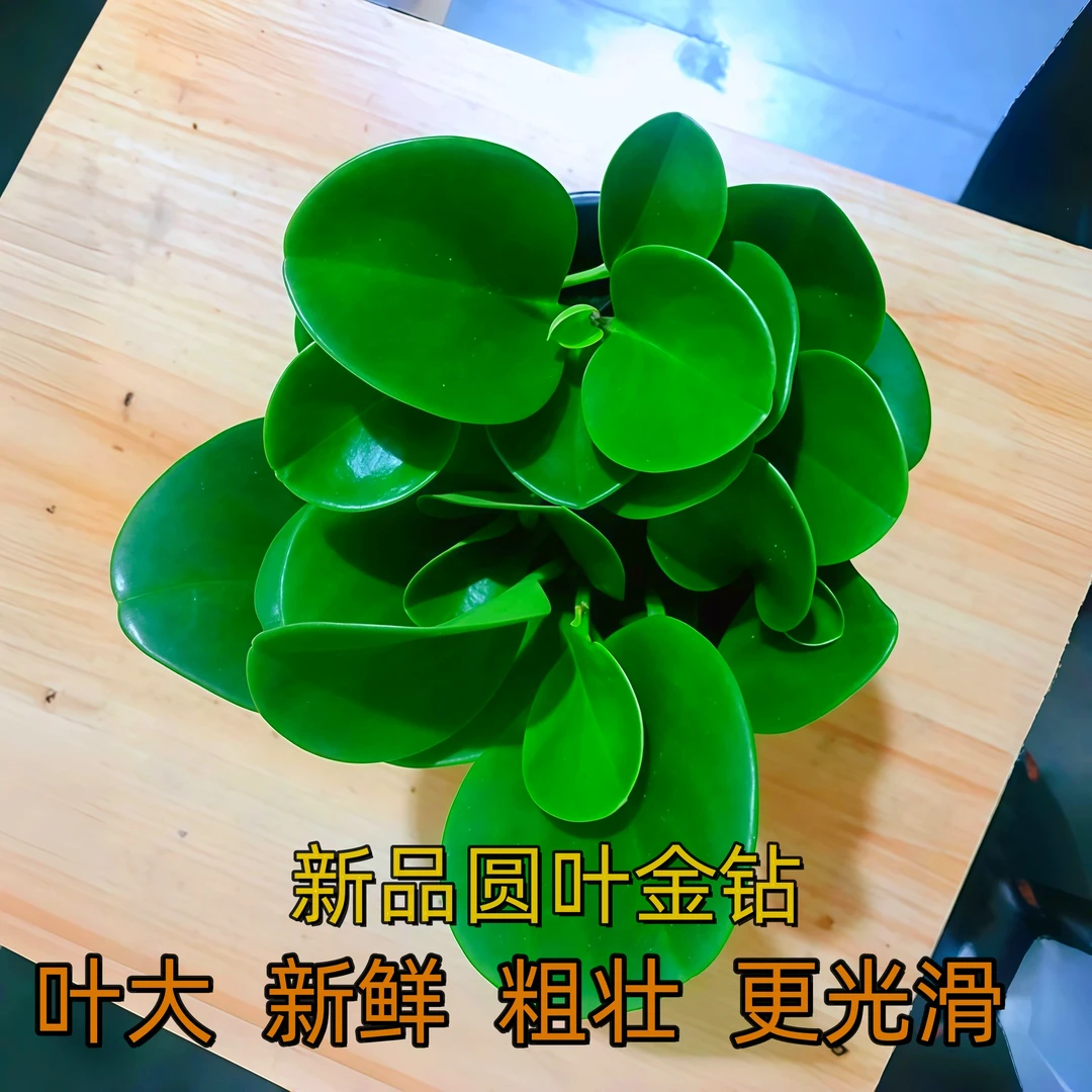 【新品圆叶金钻】可水培土培办公室客厅四季常青盆栽室内绿植吸甲醛