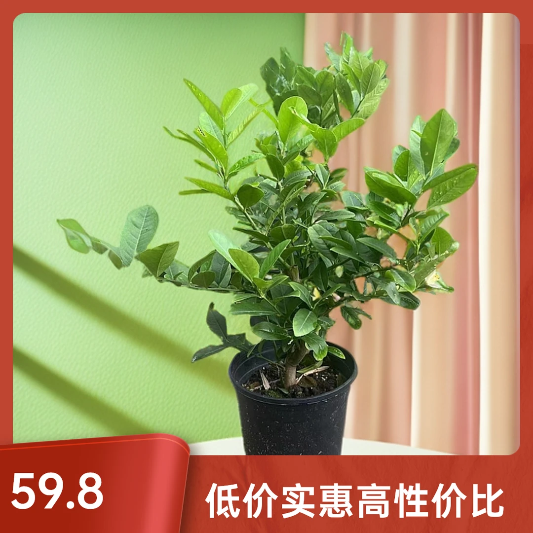(小老桩)加仑盆广东四季香水柠檬盆栽地栽阳台小院