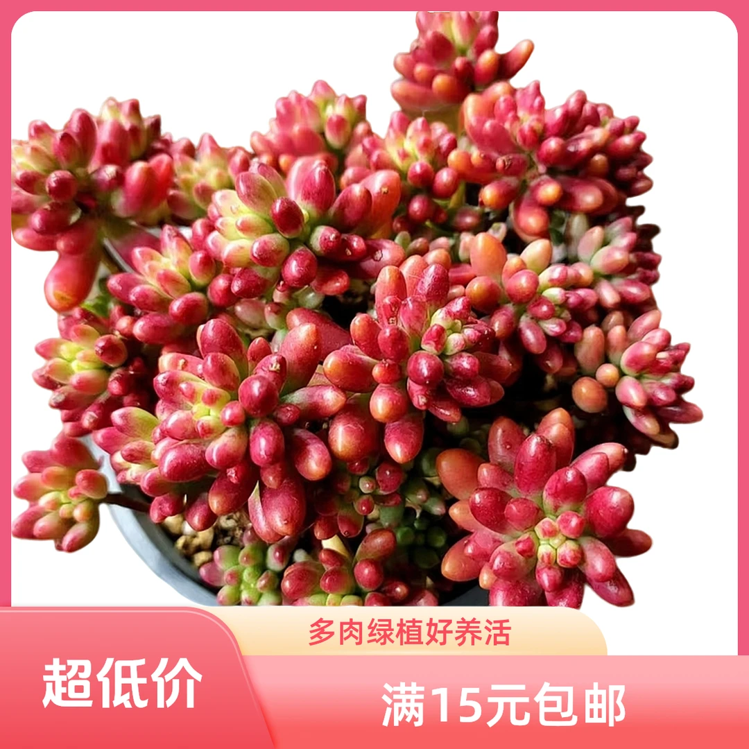 虹之玉多肉植物满15包邮）阳台露台办公室绿植植新手好养好活