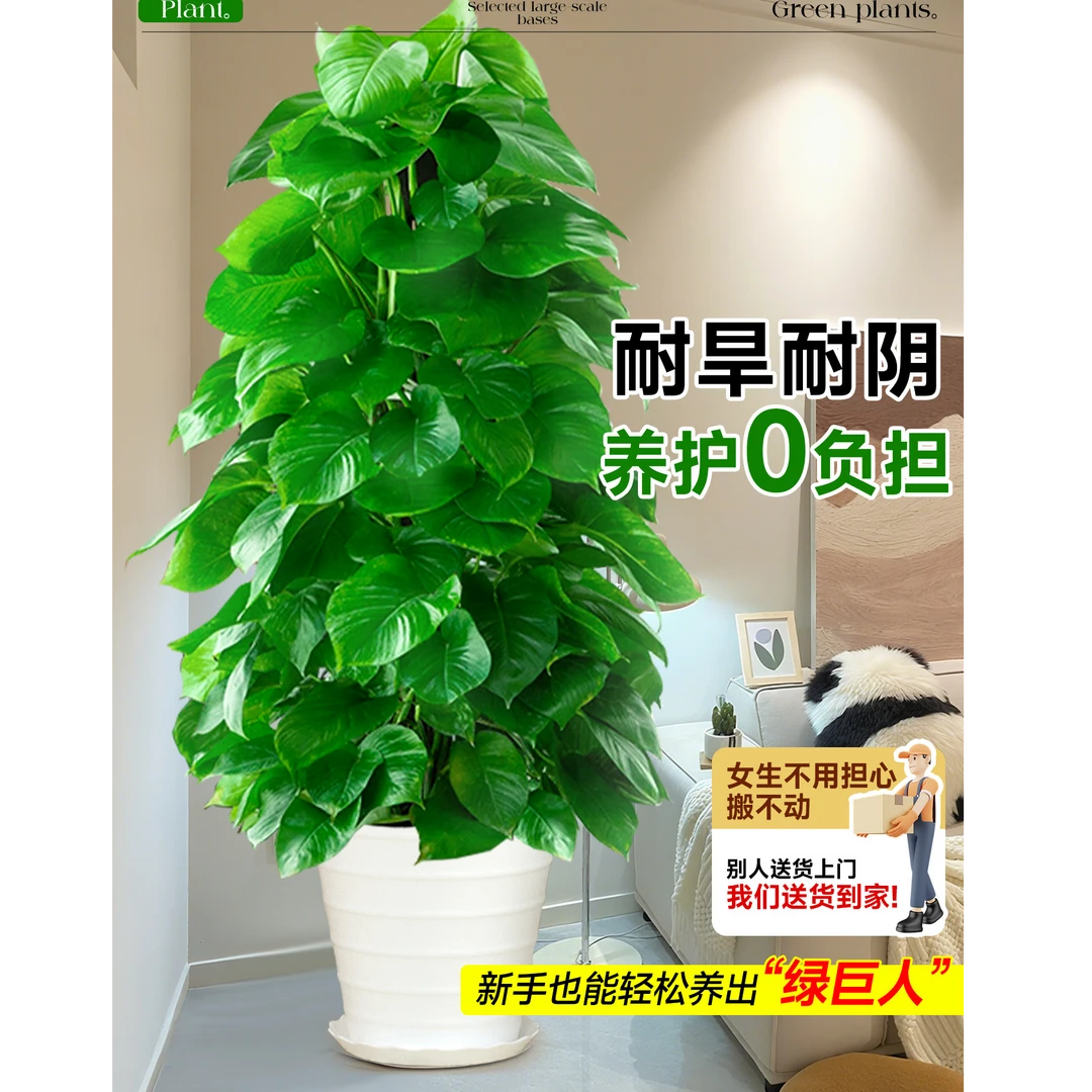 大叶绿萝柱盆栽客厅绿植办公室除甲醛净化空气新房好养绿箩