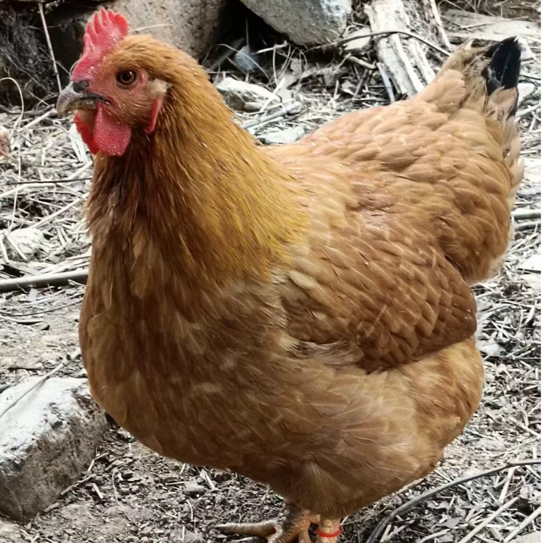 2只，正宗农家赡养小母鸡