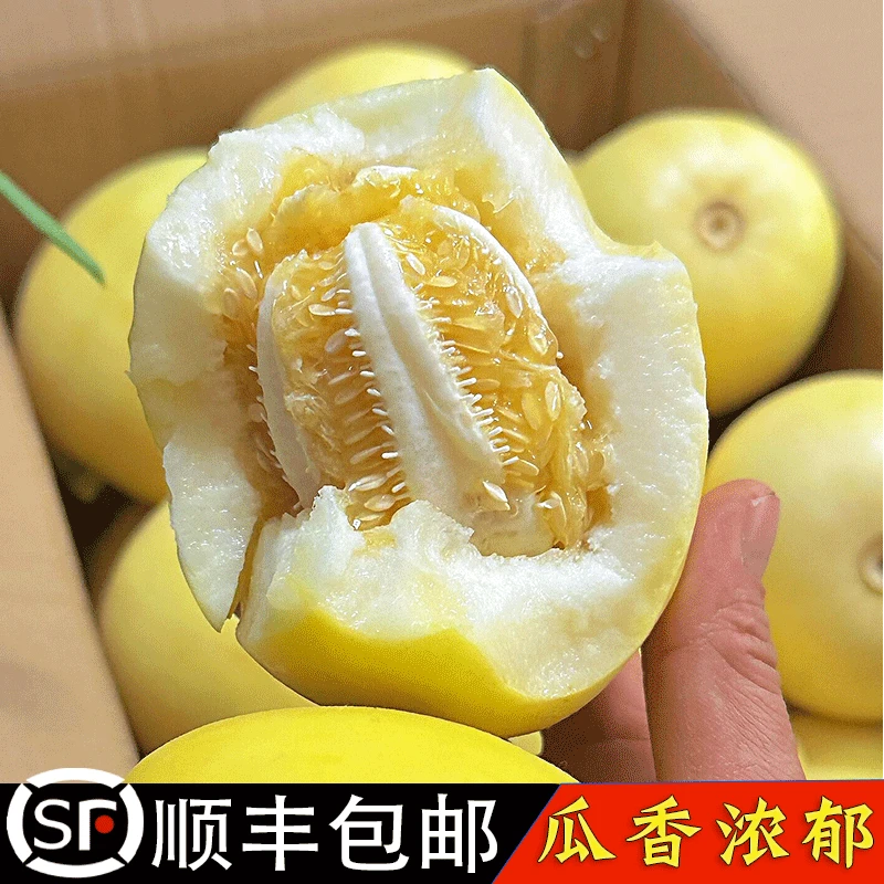 【顺丰包邮】蜜罐小蜜蜂甜瓜山东头茬星甜20香瓜脆甜新鲜水果原产地