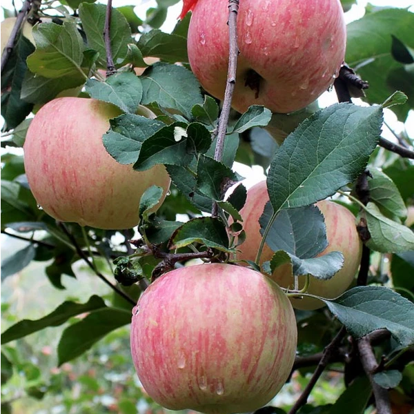 【老树小国光苹果】 小果4斤 鸡蛋大小 酸甜口感 味道浓 酸酸甜甜 老味道 北京市