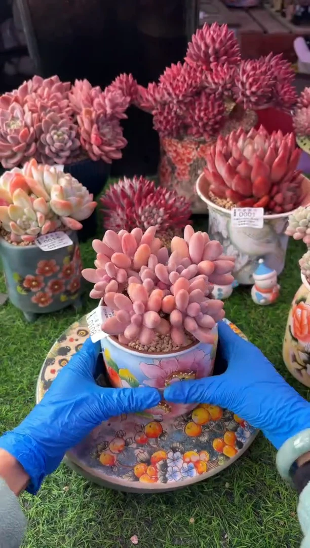 昆明印象多肉0108