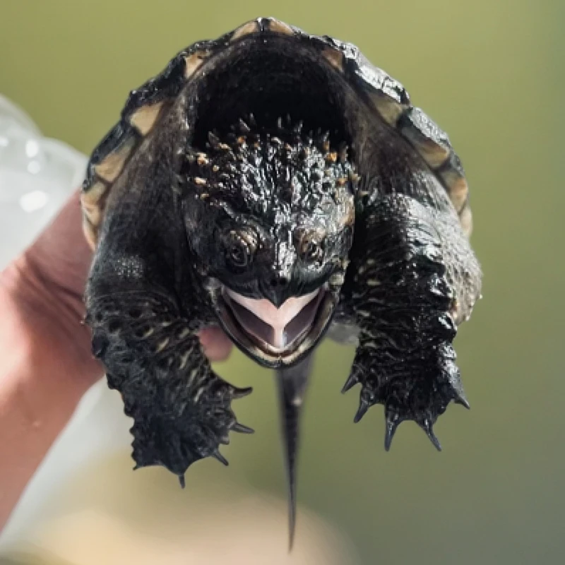 佛鳄！（直播间直播挑选龟链接）