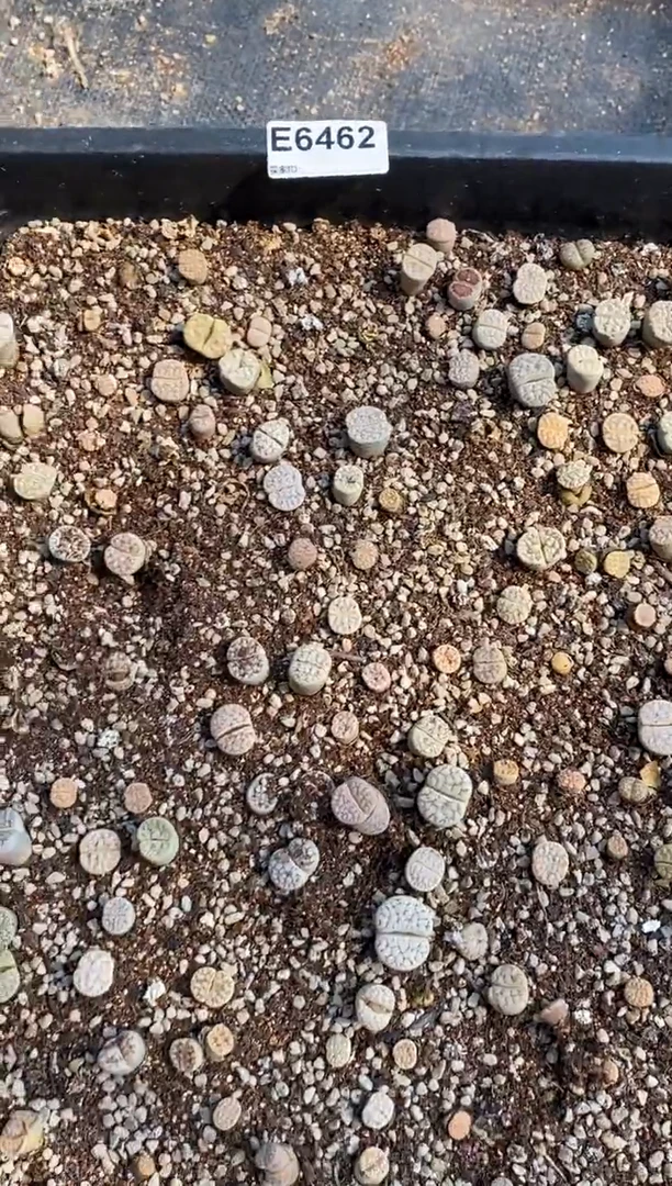 6462直播间一物一拍脱土发货