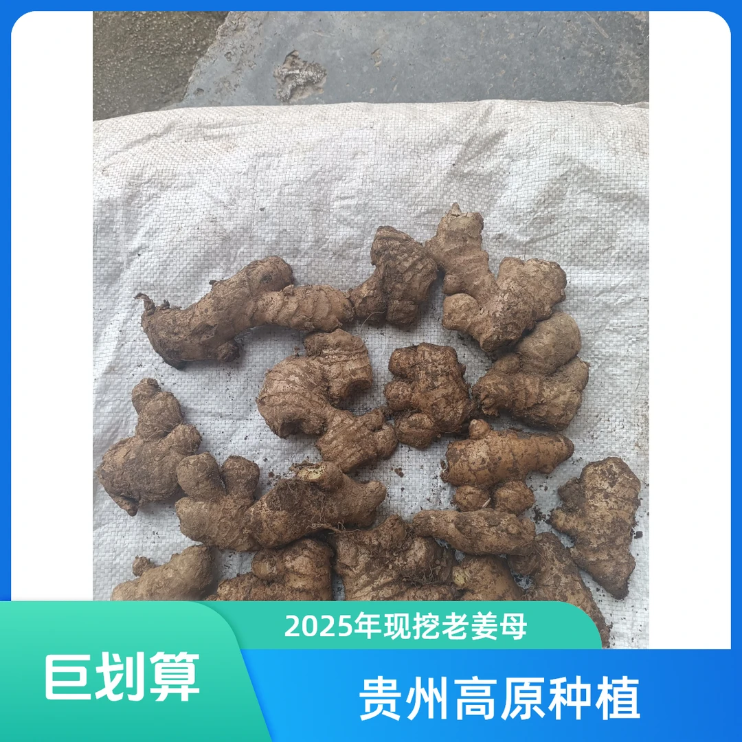 2025年贵州高原老姜母辛辣十足煲汤专用