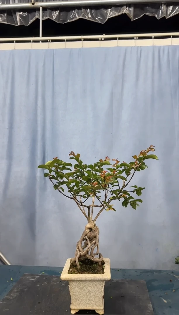 紫薇紫薇紫薇紫薇