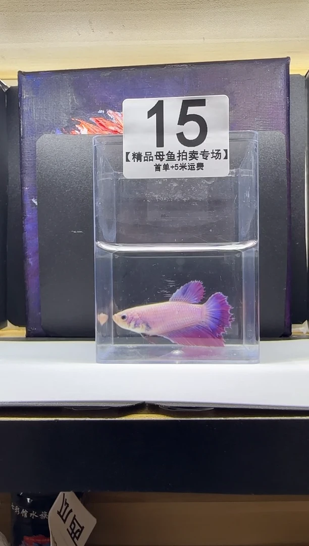斗鱼母鱼编号：15