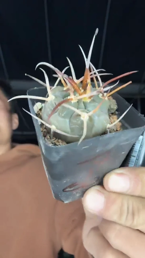 7-14号        25.99