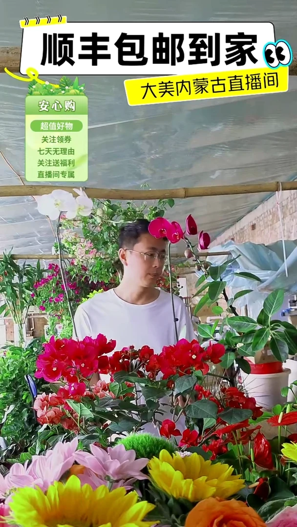 完全开放大辣椒蝴蝶兰