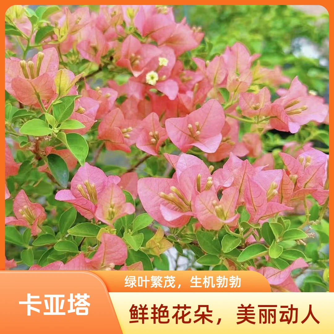 sanjiaomei/三角梅【卡亚塔】品种袋苗四季勤花爬藤绿植袋苗不包huo