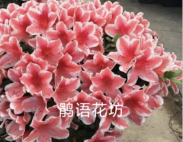 百合红百合白百合杜鹃花四季多季鹃盆栽品种苗 庭院客厅阳台盆栽