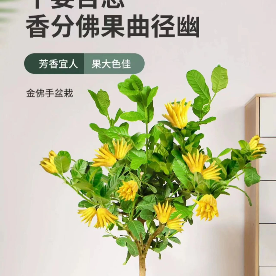 金佛手盆栽带果庭院阳台绿植好养果树苗