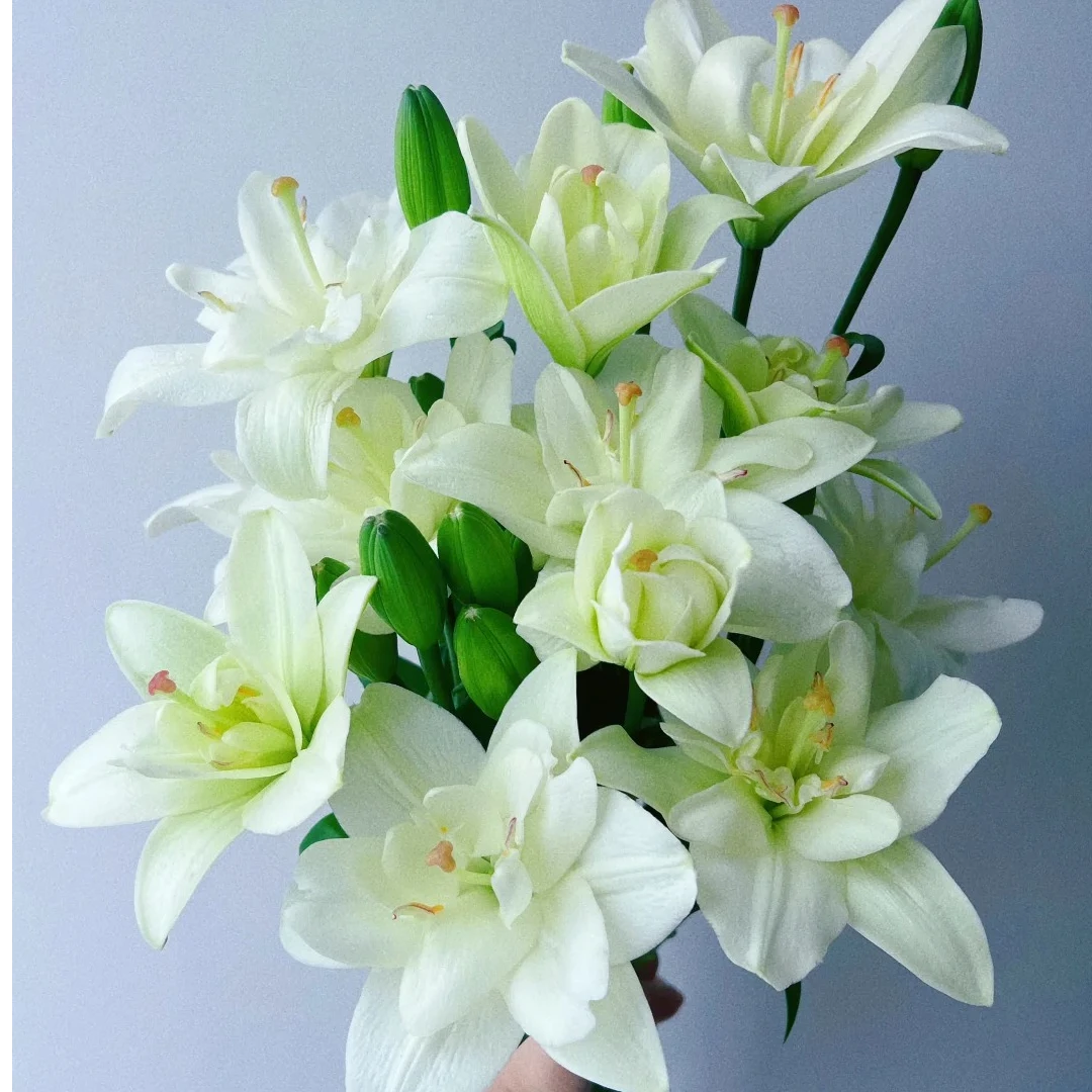 亚百合-郦城-重瓣百合花水养插花用云南直发鲜花