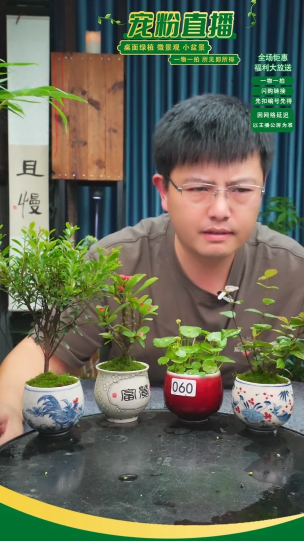 无花朵早*?苔藓微景观060号