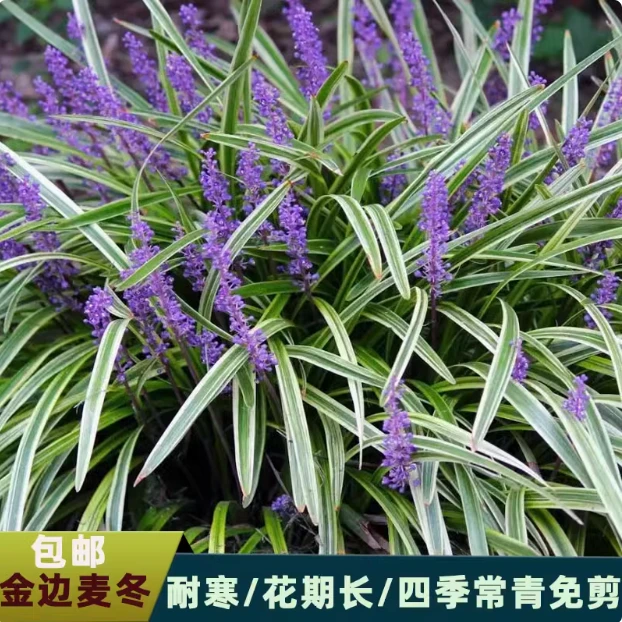 金边麦冬玉龙草阔叶苗庭院绿化四季常青耐寒耐阴植物矮麦冬玉龙草