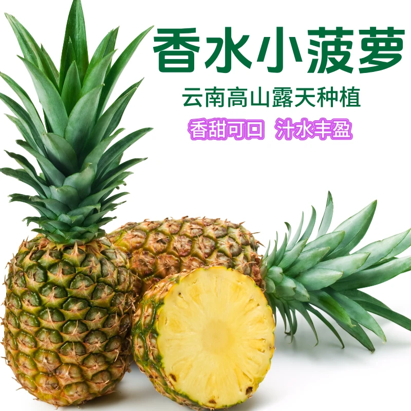 【香水菠萝】云南高山种植当天采摘香甜可口新鲜香水小菠萝