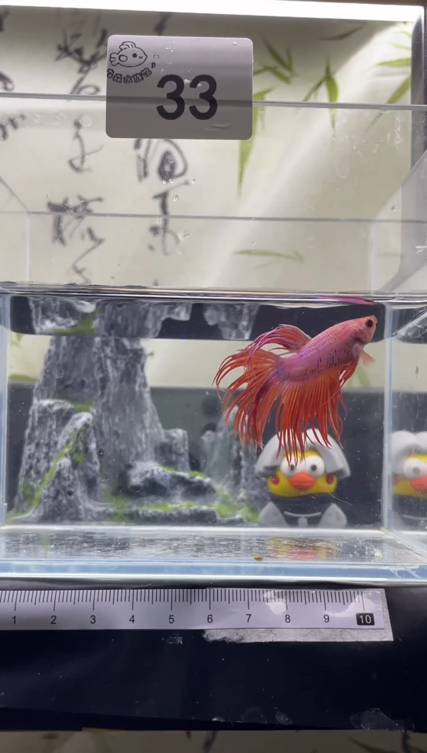 斗鱼泰国精品斗鱼A33
