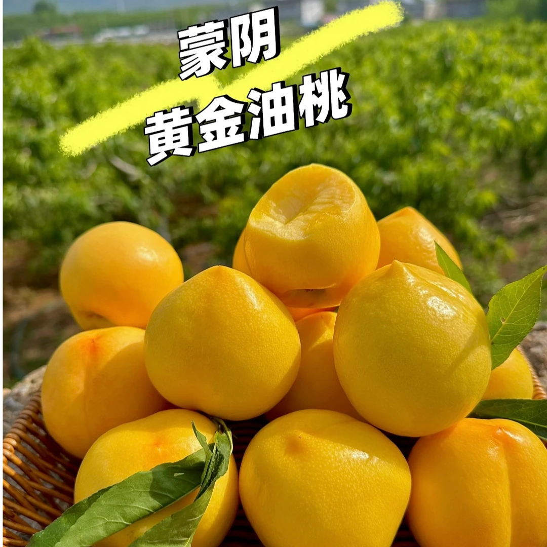 山东蒙阴黄金蜜桃水蜜桃油桃新鲜现摘现发孕妇产地蒙阴黄金油桃